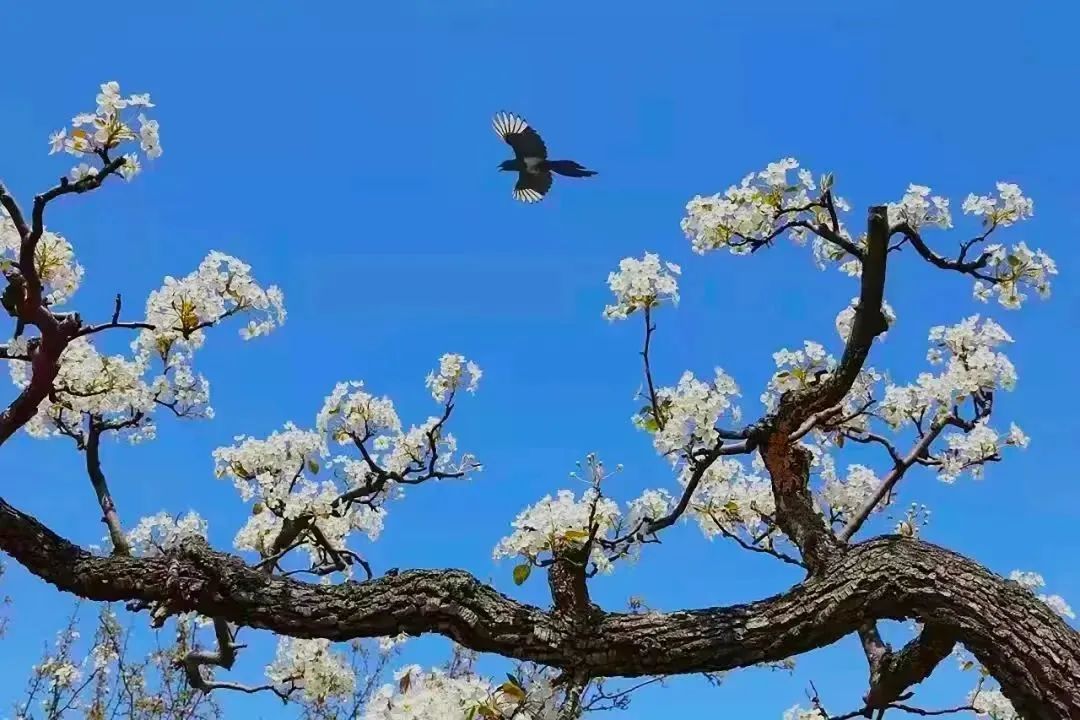 在那梨花盛开的地方